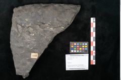 Foto (Objekt + Etikett) von Stigmaria sp.  (NHMW-GEO-2024-0188-11249)